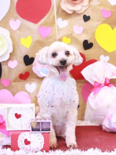 20230211ペカくん